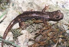 Plethodontidae