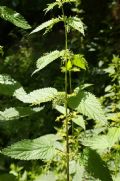 Urtica dioica
