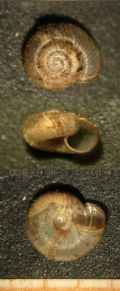 Gittenbergia sororcula