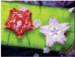 Asterinidae