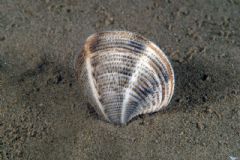 Veneridae