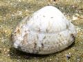 Venerupis aurea