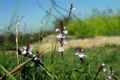 Verbena officinalis