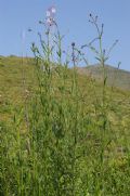 Verbena bonariensis