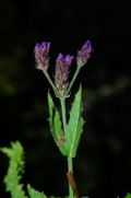 Verbena rigida (cfr.)