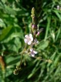 Verbena officinalis