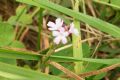 Verbena officinalis