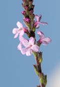 Verbena officinalis