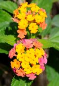 Lantana camara