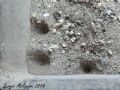 Vermileo sp.