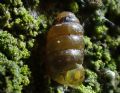 Columella edentula