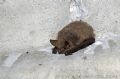 Myotis emarginatus