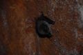 Miniopterus schreibersii