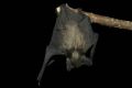 Pipistrellus cfr. pipistrellus vel pygmaeus