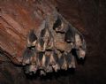 Rhinolophus sp.