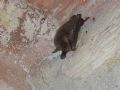 Myotis cfr. emarginatus