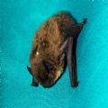 Pipistrellus cfr. kuhlii