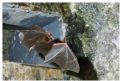 Myotis myotis