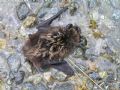 Eptesicus nilsonii