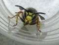 Vespula germanica