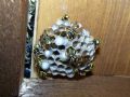 Polistes dominula