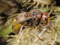 Vespa crabro