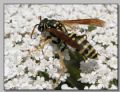 Polistes sp.