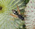 Polistes biglumis