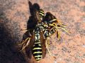 Polistes nimpha