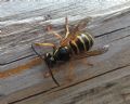 Dolichovespula norwegica