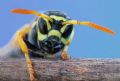 Polistes semenowi