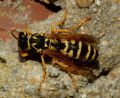 Polistes dominula