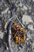 Vespa crabro