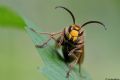 Vespa crabro