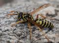 Polistes dominula (cfr.)