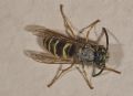 Vespula vulgaris