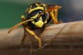 Polistes dominula