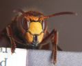 Vespa crabro