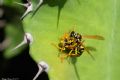 Polistes dominula