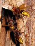 Vespa crabro