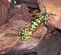 Vespula germanica