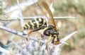 Polistes atrimandibularis