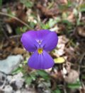 Viola cassinensis