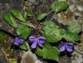 Viola alba subsp. dehnhardtii