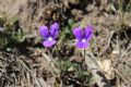 Viola corsica subsp. limbarae