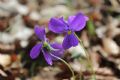 Viola cassinensis