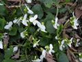 Viola alba subsp. alba