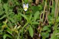 Viola arvensis