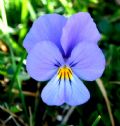 Viola eugeniae