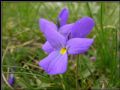 Viola nebrodensis